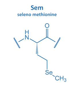 seleno methionine