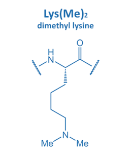 dimethyl lysine
