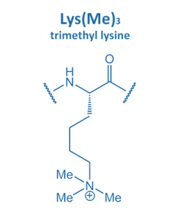 trimethyl lysine