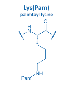 palmitoyl lysine