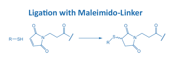 Ligation with Maleimido-Linker