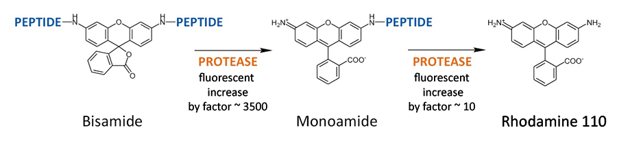 Rhodamine based substrates