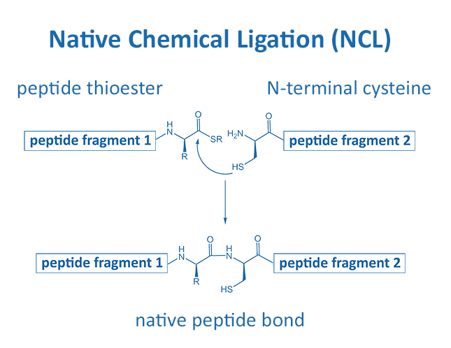 Native Chemical Ligation (NCL)