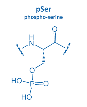 phospho-serine