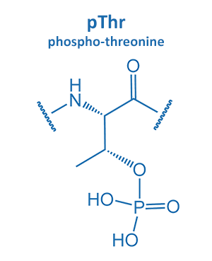 phospho-threonine