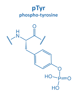 phospho-tyrosine