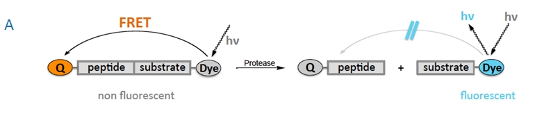 FRET sytems with quencher mechanism