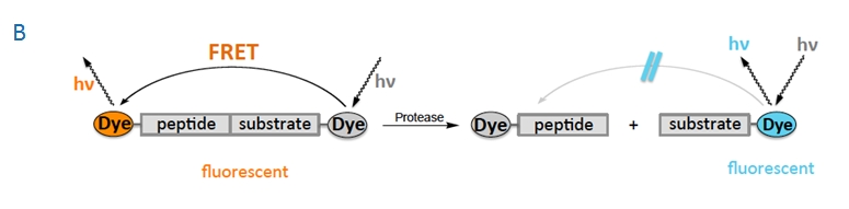 FRET sytems with two dyes mechanism
