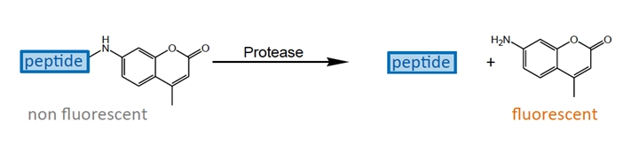 Coumarin based substrates