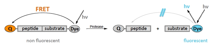 FRET based substrates